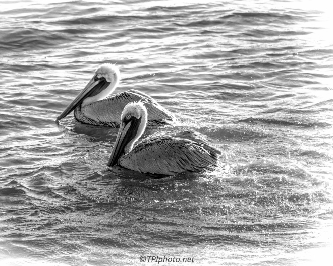 Pelicans - Click To Enlarge