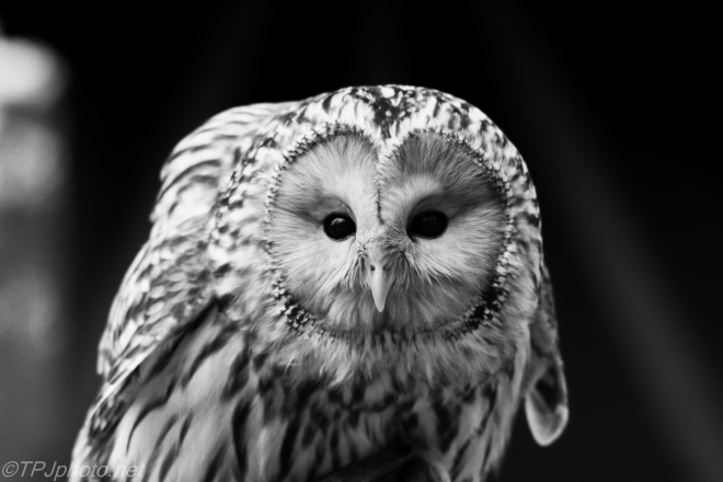 Staring Owl - Click To Enlarge
